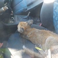 Зиепниеккалнс: лиса повадилась в автосервис ночевать в машинe
