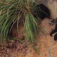 Zoodārza šimpanzes sadod pa galvu jenotam