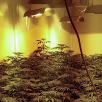 Dzīvoklī Ludzā likvidē marihuānas audzētavu