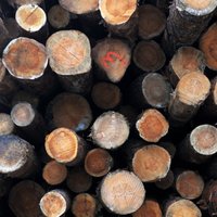 Siltā ziema mežsaimniekiem neļauj izvest kravas; sagaida cīņu par eksporta tirgiem