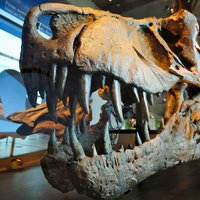 40 gadus 'slēpās' muzejā. Zinātnieki uzgājuši iespējamo dinozauru karaļa senci