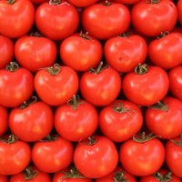 Tuvākajās dienās Latvijas lielākajos veikalos būs pieejama pirmā tomātu raža