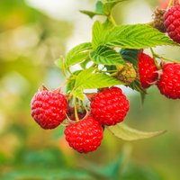 Ароматная малина: польза вкусной ягоды и лучшие рецепты для гурманов