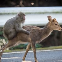 Из жизни животных: японский макак занялся сексом с самкой оленя