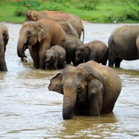 В Зимбабве более 80 слонов погибли от цианистого калия