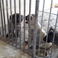 Foto: PVD Dobeles novadā konstatē nelegālu suņu audzētavu