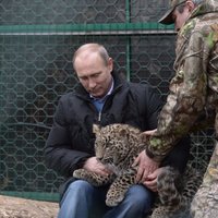 Путин зашел в клетку к леопарду, Медведев покормил бактерии