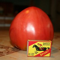 Foto: Lēdmanes pagastā nogatavojies milzu tomāts