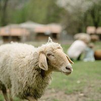 Tukuma novadā divi klaiņojoši suņi nokož četras aitas