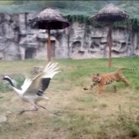 Video: Ķīnas zoodārzā dzērve spēkojas ar diviem tīģeriem