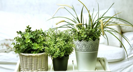 Зеленый сон: выбираем лучшие растения для спальни