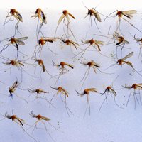 Astoņi dabiski līdzekļi, kas efektīvi pasargā no odu kodumiem