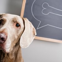 Aktuāli jautājumi par suņiem, kuri palīdzēs atšifrēt neskaidrās darbības