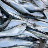 Поедатели салаки: Латвия выбила в ЕС квоты на вылов рыбы в Балтике