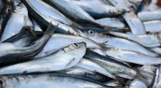Ассоциация: если ЕС ограничит рыболовство в Балтийском море, это станет катастрофой для латвийских рыбаков