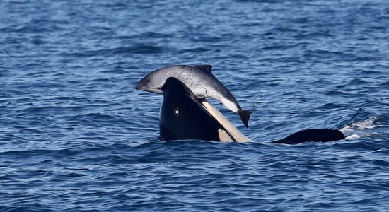 Nežēlīgs bulings okeānā – zobenvaļu grupa desmitgadēm ilgi terorizē cūkdelfīnus