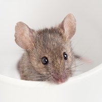 Ученые смогли отключить гены ожирения: мыши худеют даже во сне