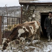 Erevāna tuvojas SKT jurisdikcijas atzīšanai; Krievija aptur Armēnijas piena produktu importu
