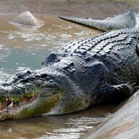 Крокодил убил молодого футболиста во время пробежки