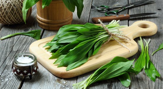 Pavasara delikatese – lakši: 10 receptes un padomi, kā izmantot veselīgos zaļumus