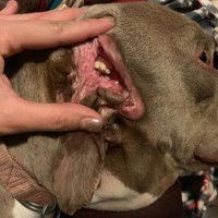 Sieviete adoptē suni ar divām mutēm, no kurām viena atrodas auss vietā