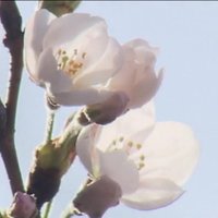 Video: Japānā uzziedējušas pirmās sakuras
