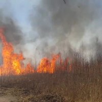 Video: Olainē liesmas plosa mežu