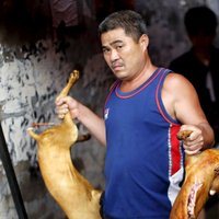 Taivānā vairs nedrīkstēs mieloties ar suņu un kaķu gaļu
