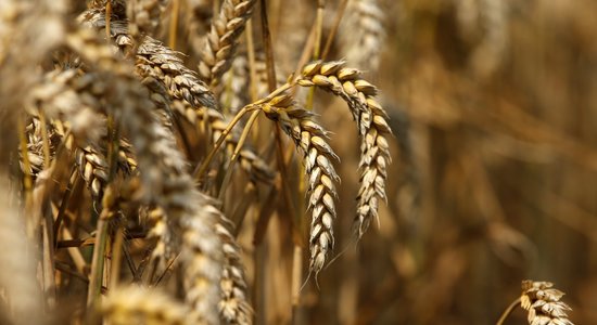Урожай зерновых существенно снизился по всей стране