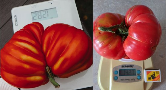 ФОТО: Самый большой в Латвии? Жительница Саласпилса вырастила помидор весом почти в 1,5 кило