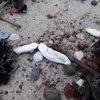 Jūra Papē atkāroti izskalo smakojošas vielas