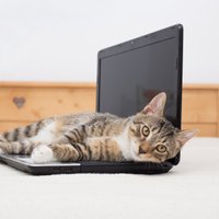 Как выбрать ноутбук. Объясняем на гифках с котиками и с советами экспертов