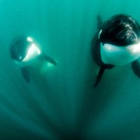 Sērijveida slepkavas okeānā – plēsoņdelfīnu pāris mērķtiecīgi medī haizivis aknu dēļ