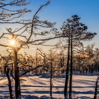 Foto: Cenas tīreļa dabas taka maģiskajā ziemas saullēkta mirklī