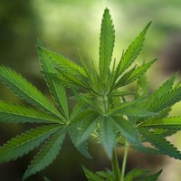 Финляндия легализовала медицинскую марихуану в виде спрея