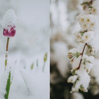 Sniegs maijā – atsūti ziemīgā pavasara ainavas 'Delfi Aculieciniekam'
