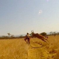 Video: Antilope notriec velosipēdistu