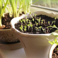 Вестник весны: как правильно организовать мини-сад на подоконнике