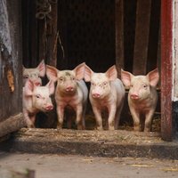 На ликвидацию свиней в Druvas Unguri может потребоваться девять дней