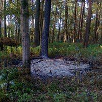 Foto: Pēc tīrīšanas Juglas mežā paliek zaru kaudzes un izceļas ugunsgrēks