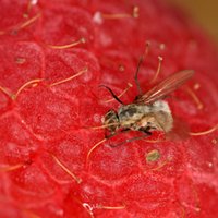 Kaitinošo augļu mušiņu lidināšanās – tautas padomi lidoņu apkarošanai