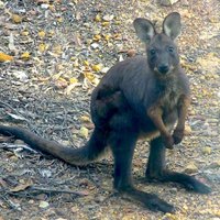 Из мини-зоопарка пропал кенгуру: животное ушло в леса