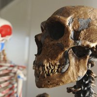 Pētījums: atšķirības cilvēku un neandertāliešu smadzenēs parādījušās tikai pēc dzimšanas