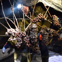 ФОТО. Как в Польше собирают виноград для знаменитого ледяного вина