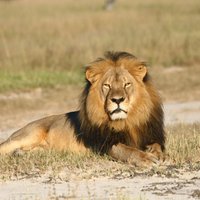 Zimbabvē nomedīts slavenā lauvas Sesila dēls