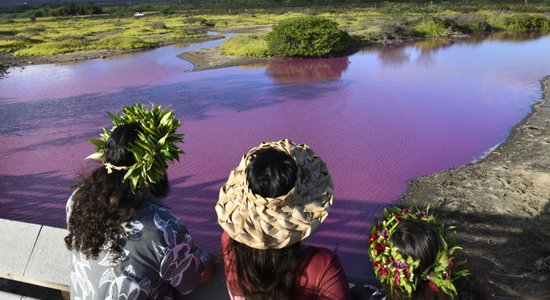 Купаться запрещено: обычный пруд на Гавайях внезапно стал ярко-розовым
