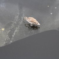 ФОТО: Читатели обеспокоены - в водоемах массово замерзают лебеди