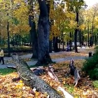Сильный ветер повалил деревья в центре Риги