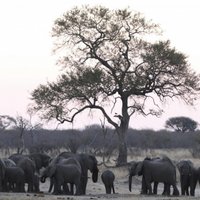 Zimbabvē sašauts zilonis nogalina mednieku