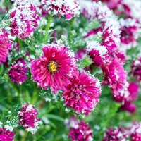 Зима близко: Как уберечь садовые растения от морозов